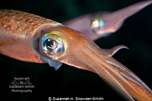 Roatan Squid! by Susannah H. Snowden-Smith 